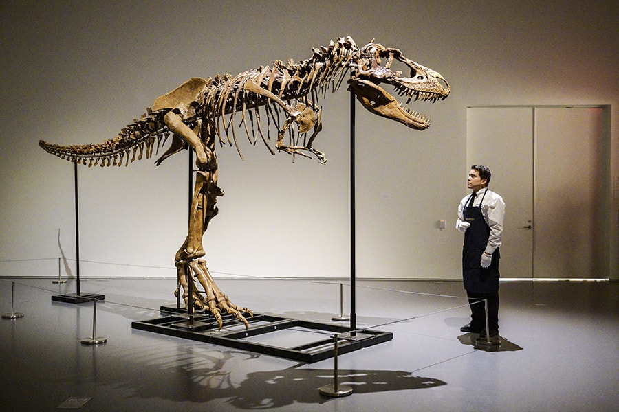 Gorgosaurus tipped to fetch $8 mln at New York auction