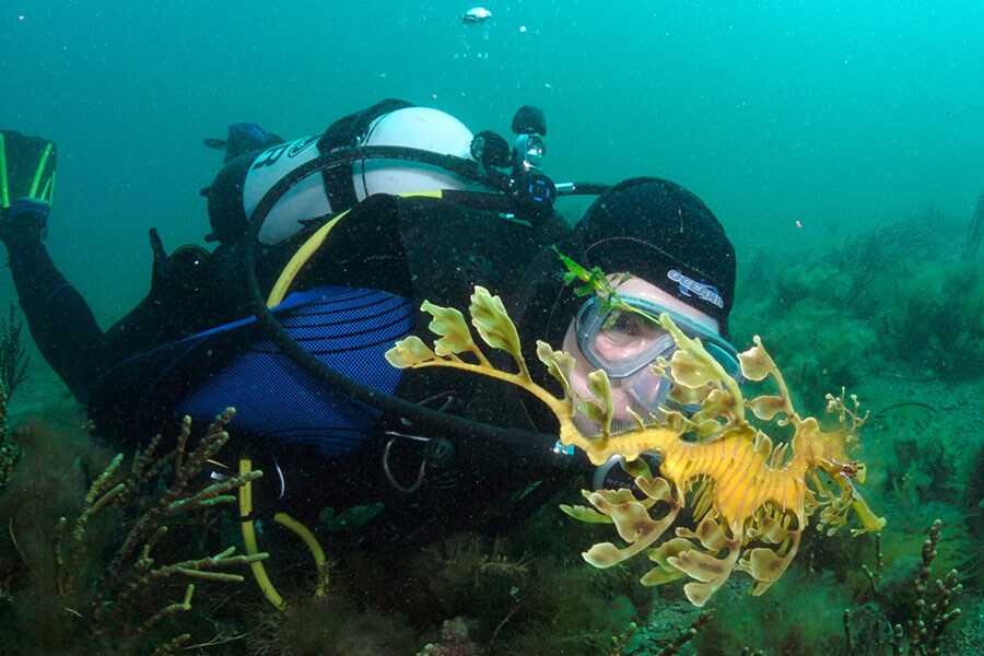 A photo provided by Graham Short shows a diver conducting a close inspection of a weedy sea dragon in waters off south Australia. In the genomes of the bizarre fish that are related to sea horses, scientists have found certain key growth genes were missing. (Graham Short via The New York Times)