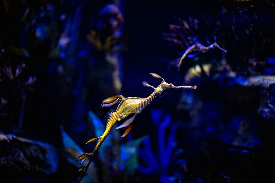 A photo provided by Graham Short shows a diver conducting a close inspection of a weedy sea dragon in waters off south Australia. In the genomes of the bizarre fish that are related to sea horses, scientists have found certain key growth genes were missing. (Graham Short via The New York Times)