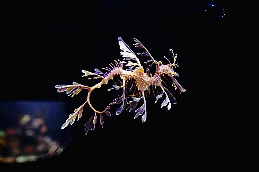 A photo provided by the Birch Aquarium shows a leafy sea dragon. (Birch Aquarium at Scripps Institution of Oceanography at the University of California, San Diego via The New York Times)