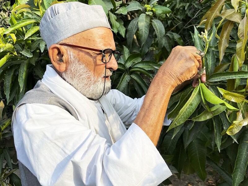 Meet India's mango man, father of 300 varieties