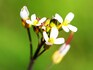 How plants produce their own 'aspirin' to protect themselves from environmental hazards