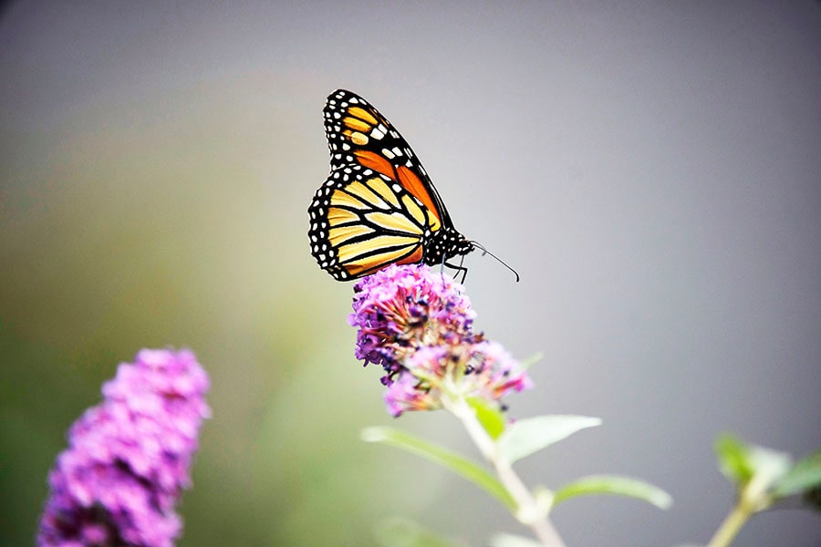 A monarch butterfly in Wading River, on New York’s Long Island, on Oct. 9, 2021. North America’s monarch butterfly, whose showy looks and extraordinary migration have made it one of the continent’s most beloved insects, has been classified as endangered by the International Union for Conservation of Nature, the world’s most comprehensive scientific authority on the status of species. (Karsten Moran/The New York Times)