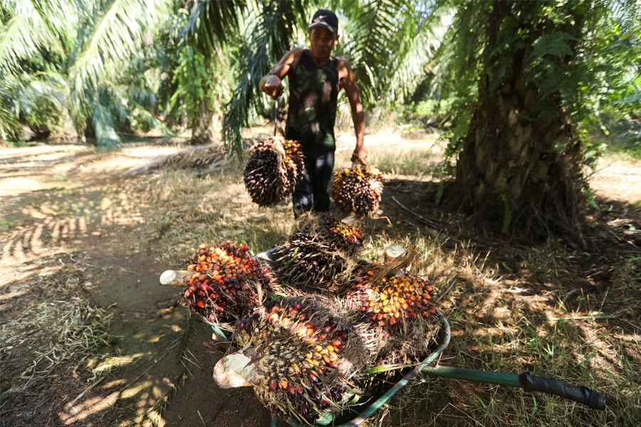 A worker carries fresh fruit bunches of oil palm tree during harvest at a palm oil plantation in Kuala Selangor, Selangor, Malaysia. Image: Hasnoor Hussain / REUTERS

