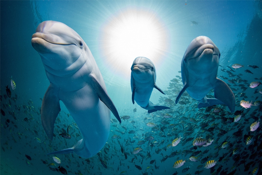 Dolphins and whales communicate through a series of sounds in their own highly sophisticated language of clicks and whistles.
Image: Shutterstock