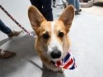 Cuddles with corgis to celebrate the queen's favourite dogs