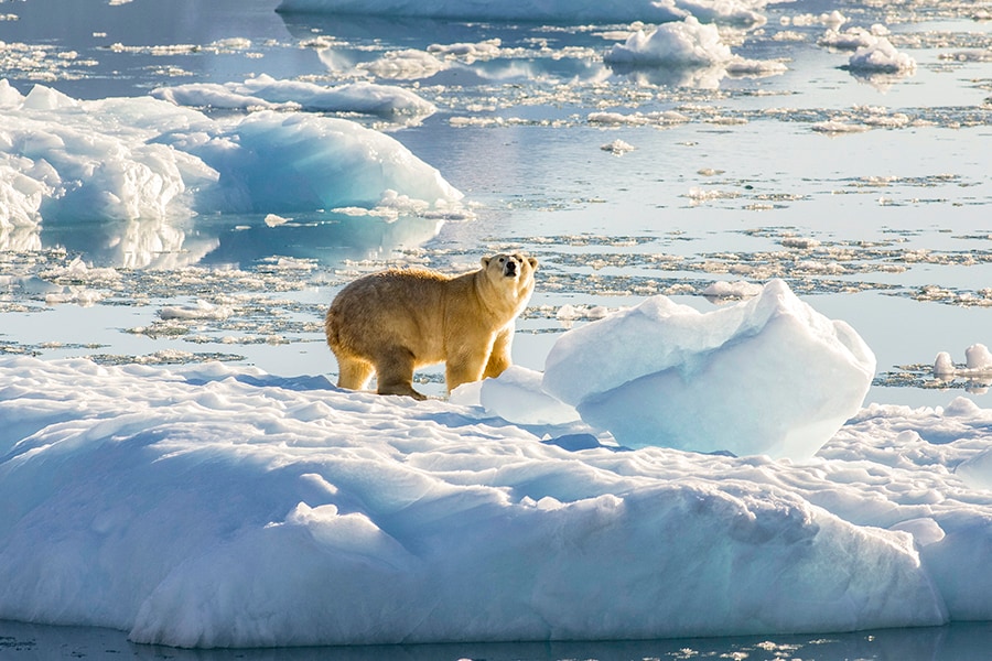 A photo provided by Thomas W. Johansen/NASA shows a polar bear atop a chunk of floating glacial ice in a fjord in Southeastern Greenland in 2016. The overall threat to the animals from climate change remains, but a new finding suggests that small numbers might survive for longer as the Arctic warms. (Thomas W. Johansen/NASA via The New York Times)