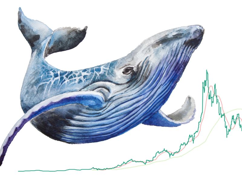 solana whale sm