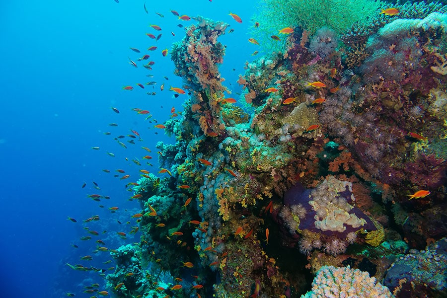 Jointly hosted by Portugal and Kenya, the five-day UN Ocean Conference—delayed from April 2020 by the Covid-19 pandemic—brings together thousands of government officials, businesses, scientists and NGOs in search of solutions.
Image: Lotus_studio / Shutterstock 