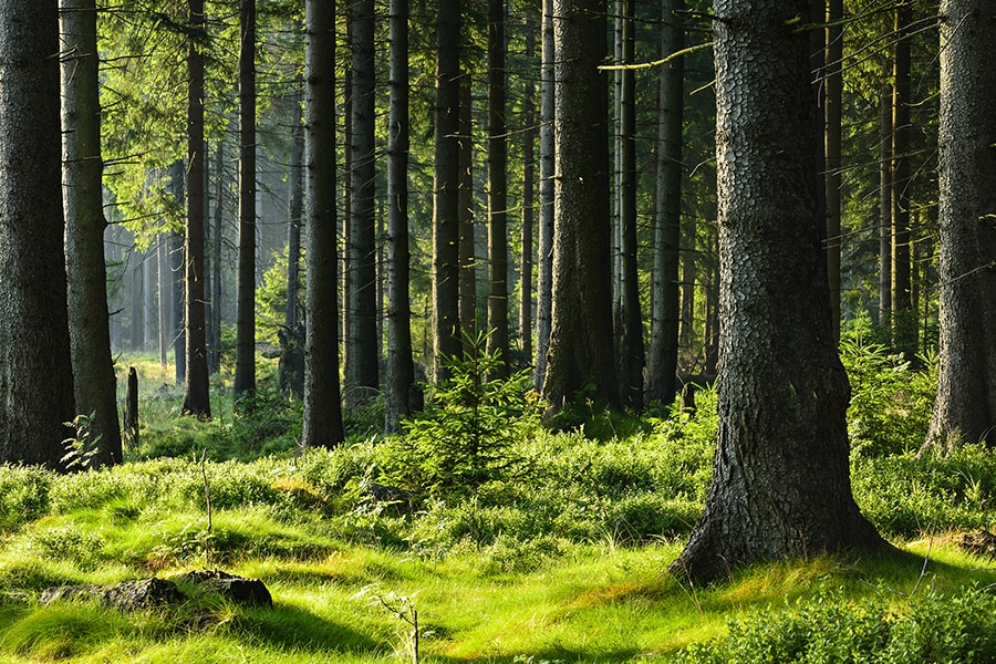 The study suggests favoring a mix of species, but above all choosing tree types adapted to the local climate, as well as to the fertility and composition of the soil. (Credit: dugdax / Shutterstock)