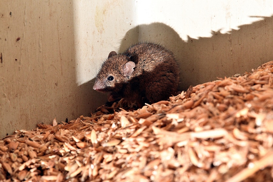 A team of scientists said March 23, 2022 they had developed an oral male contraceptive that is 99 percent effective in mice without causing side effects, and could enter human trials by the end of this year. Image: Saeed Khan/AFP