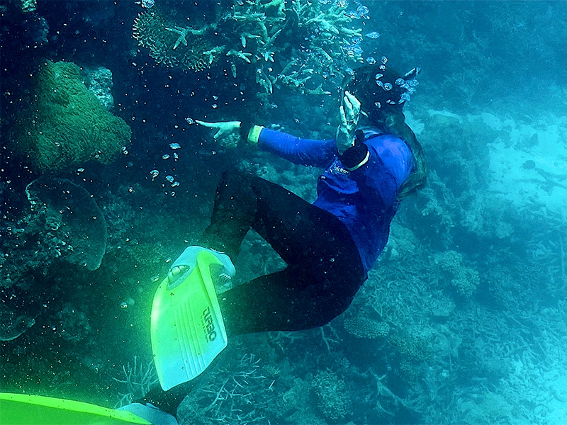 Summer, Climate: Summer Heatwave Bleaches 91% Of Great Barrier Reef ...