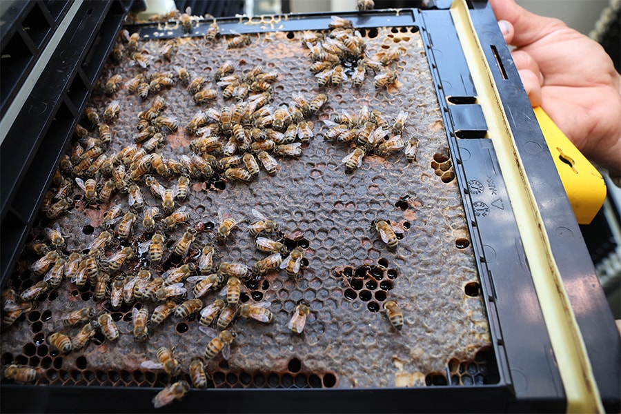 A beekeeper displays a swarm of bees in a new hive, part of the high-tech Beehome project, in Israel's Kibbutz Bet Haemek in the northern Galilee, on May 14, 2022. (Credits: JACK GUEZ/ AFP)

