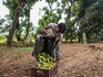 A heat wave's lamented victim: The mango, India's king of fruits