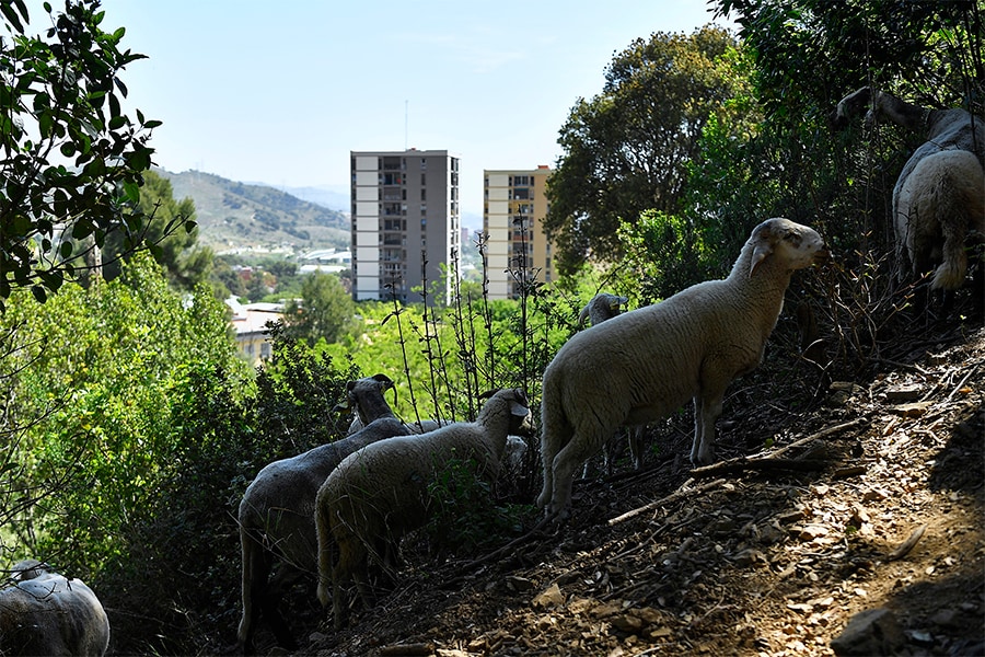 Sheep and goats graze at the natural park of Collserola, near Barcelona on May 12, 2022.
Image: Pau Barrena / AFP