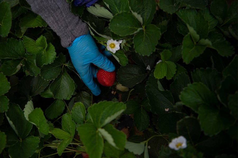 Water supplies to the park have declined dramatically due to climate change and the over-extraction of water by neighbouring strawberry farms, often through illegal wells, scientists say.
Image: Jorge Guerreo / AFP 