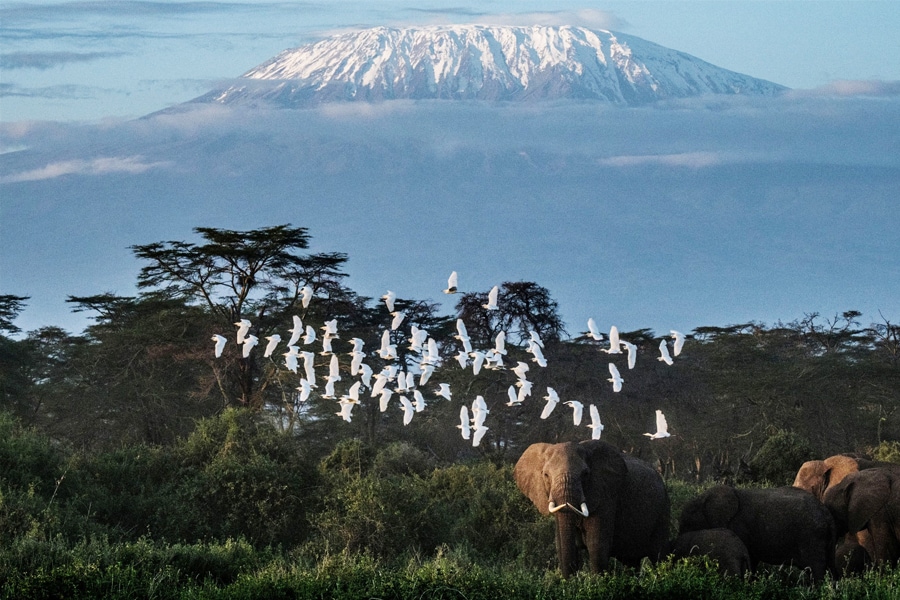 Glaciers at many UNESCO World Heritage sites including Yellowstone and Kilimanjaro National Park will likely vanish by 2050.
Image: Yasuyoshi Chiba / AFP