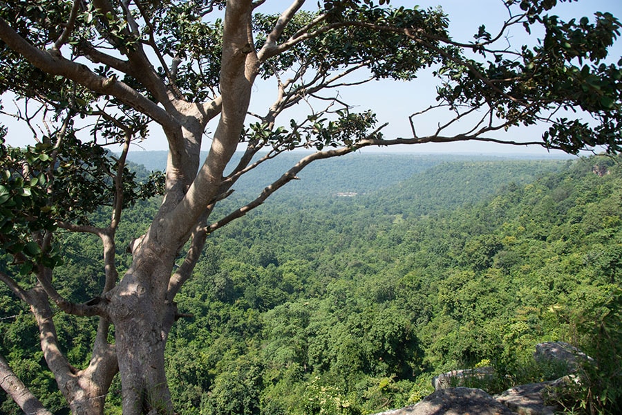 More than two-thirds of India’s forest land (approximately 31 million hectares) is classified as open forests, i.e., forests with a tree canopy of less than 40 percent. All of this land is available for energy production through regeneration.
Image: Shutterstock