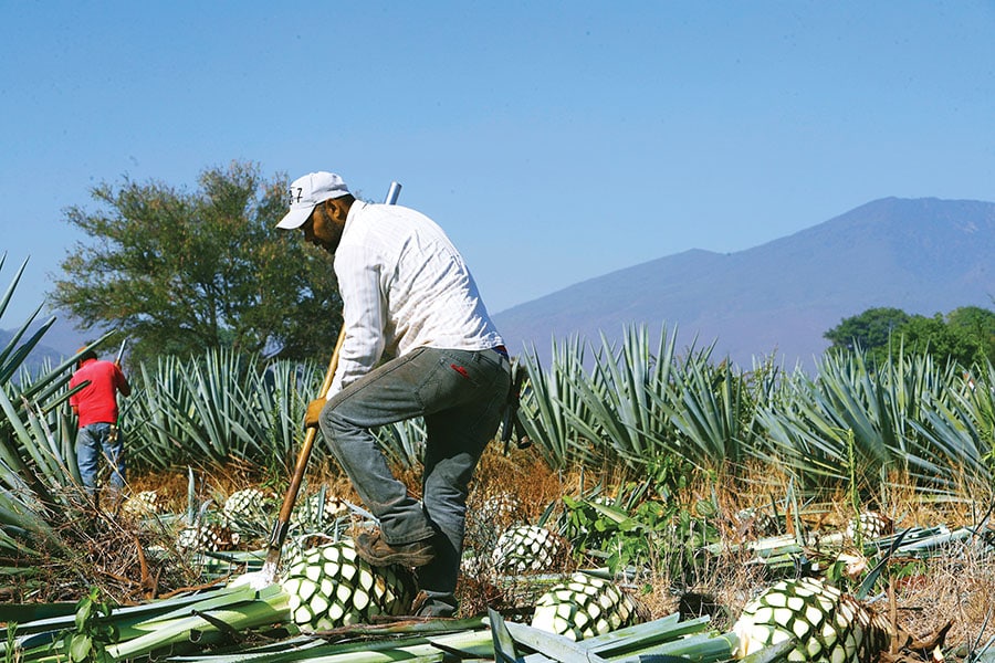 Mexican agave prices hit record highs as tequila demand soars. <br>Image: Refugio Ruiz/Getty Images  