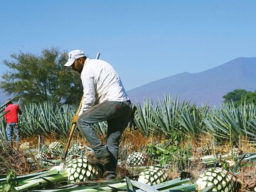 Why a tequila shortage could be in the making