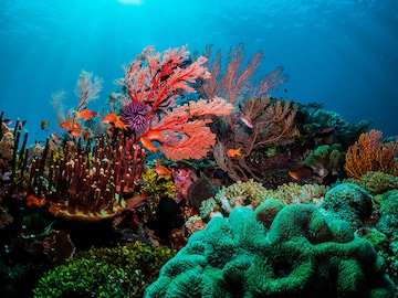 Marine protected areas are powerful carbon sinks: study