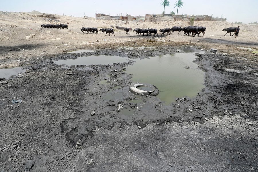 Buffaloes graze by wastewater pooling on the bed of the dried-up Diyala river which was a tributary of the Tigris, in the Al-Fadiliyah district east of the Iraqi capital Baghdad, on June 26, 2022. Iraq's drought reflects a decline in the level of waterways due to the lack of rain and lower flows from upstream neighboring countries Iran and Turkey. Image: AHMAD AL-RUBAYE / AFP

