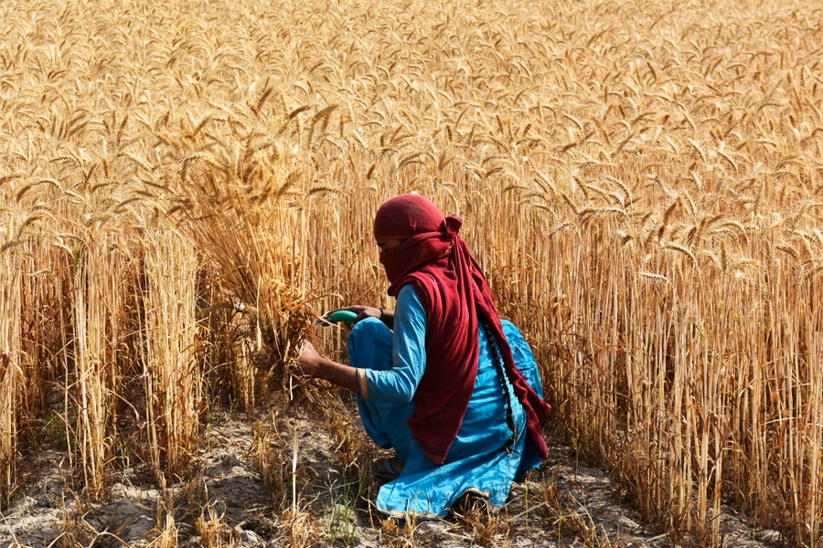 A farmer harvests wheat crop at a village on the outskirts of Gurugram, India. Temperature spikes are causing mounting concern for health, particularly for those working outside in sweltering conditions, which is especially dangerous when humidity levels are high. Image: Vipin Kumar/Hindustan Times via Getty Images

