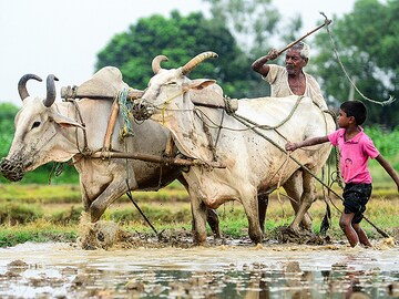 Rain watch for Aug 3-9: Monsoon slows down, pulses sowing still lagging