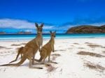 Top 5 of the world's best beaches in 2023: From Lucky Bay Down Under to Cook Islands