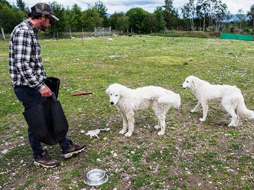 Scots train ancient dog breed to deter sea eagle attacks