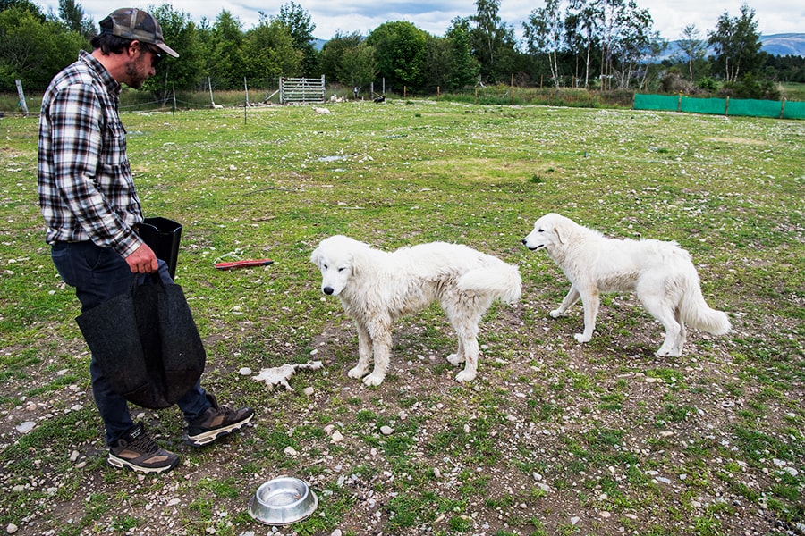 Scots train ancient dog breed to deter sea eagle attacks