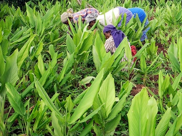 Rain watch for August 17-23 : Monsoon weakens, area sown for pulses lagging