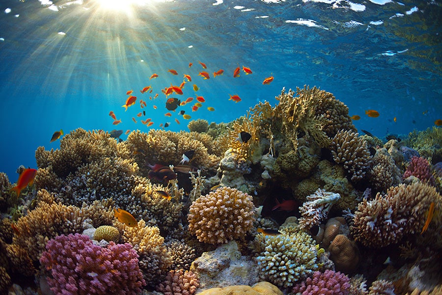 
Octocorals owe their survival to symbiotic algae inside the reefs, protecting them from ocean warming.
Image: Borisoff / Shutterstock 