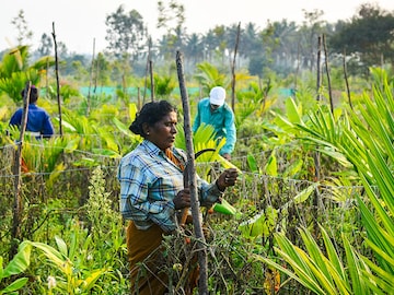 We may be underestimating the climate risk to crops: Researchers
