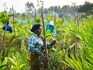 We may be underestimating the climate risk to crops: Researchers