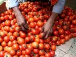 Explained: The reasons behind skyrocketing tomato prices