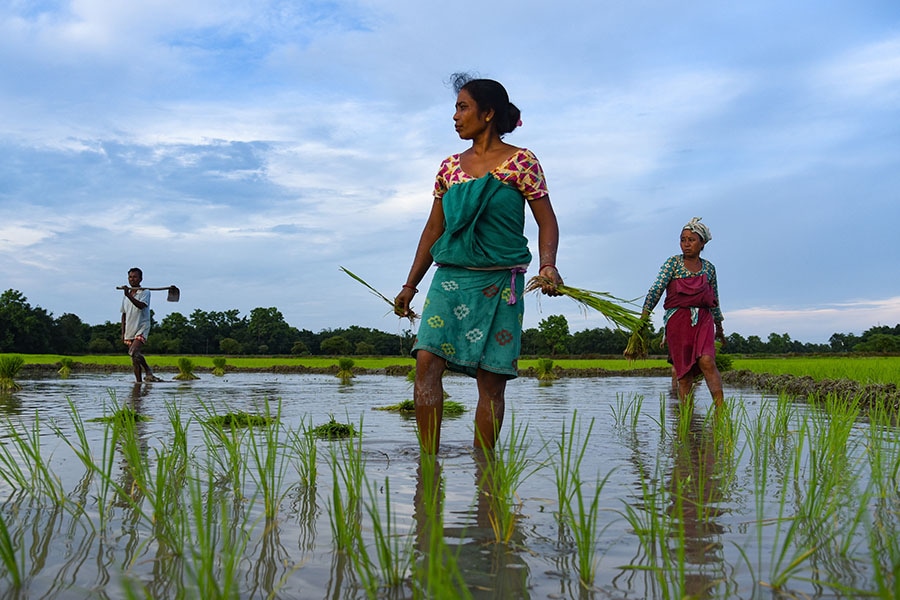 Kharif sowing is still lagging compared to last year, especially for crops like rice, pulses and cotton.
Image: David Talukdar/NurPhoto via Getty Images