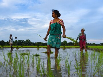 Rain Watch for July 13-19: Monsoon uneven, kharif sowing still lagging