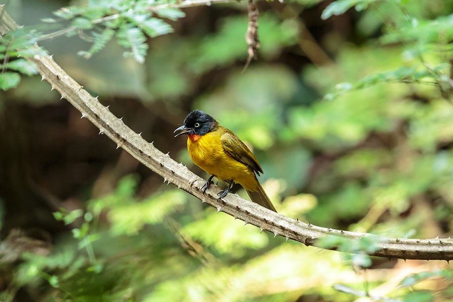 Many state bird of Goa, Flame-throated Bulbuls are sighted along the way from the Mandovi river to the Vajrapoha Waterfalls.
Image: Edwin Godinho/Shutterstock