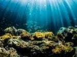 Deep ocean targeted for mining is rich in unknown life