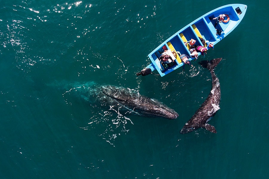 Aerial view of gray whales swimming near a whale watching boat  at Ojo de Liebre Lagoon in Guerrero Negro,South Baja California state, Mexico on March 27, 2021. Image credit: AFP