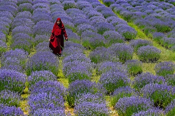 Photo of the day: Beauty of Kashmir Valley