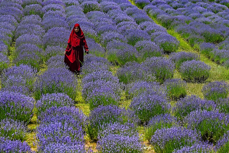 Photo of the day: Beauty of Kashmir Valley