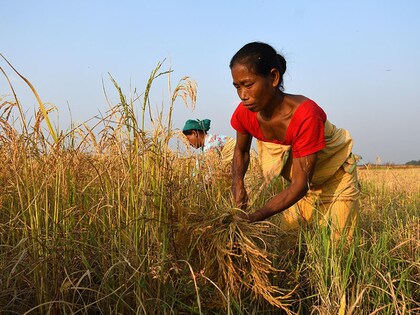 agriculture labour