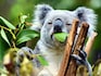 Animals are just like us when it comes to drugs and alcohol