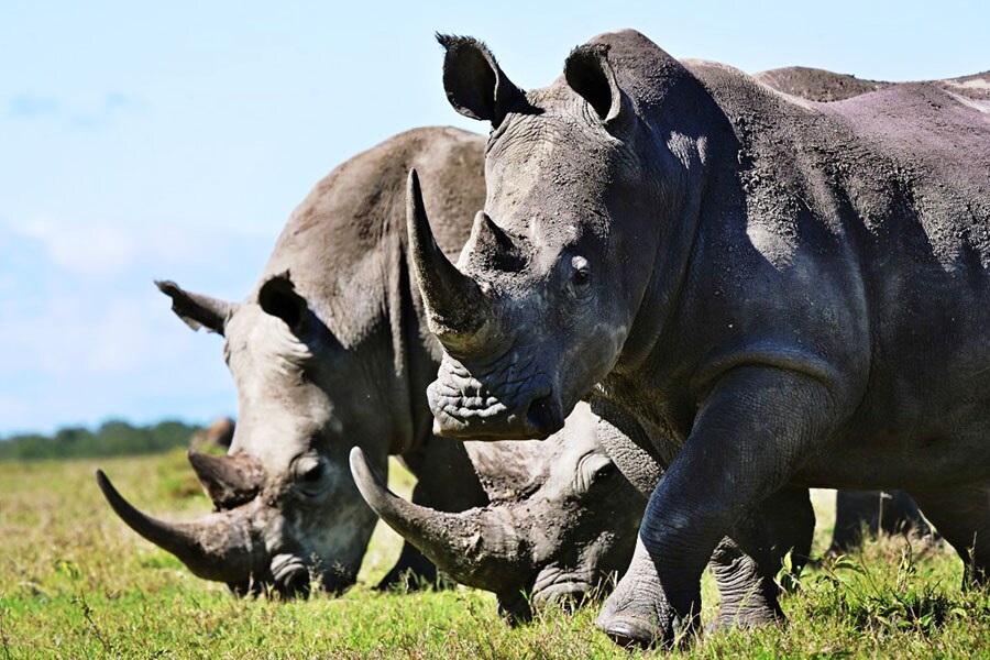 AI could help spot poachers more effectively. AI could help spot poachers more effectively.
Image: Tony Karumba / AFP©