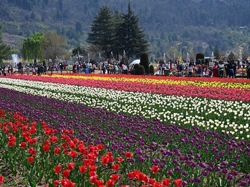 Photo of the day: In full bloom