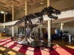 Scientists have a bone to pick with T-Rex skeleton set to sell for millions