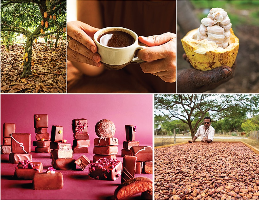 (Clockwise from top left) A cacao tree with fruits at one of the farms Manam sources from in West Godavari district; Soklet’s organic brewing cacao and arabica coffee; A cut cacao fruit shows the beans; cacao beans drying at Regal Plantations; Manam’s Indulgence collection
Image: Courtesy Soklet and Manam