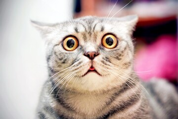 Decoding the expressions of inscrutable cats